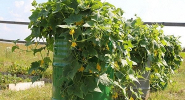 Pěstování okurek na vertikálních záhonech pro kutily